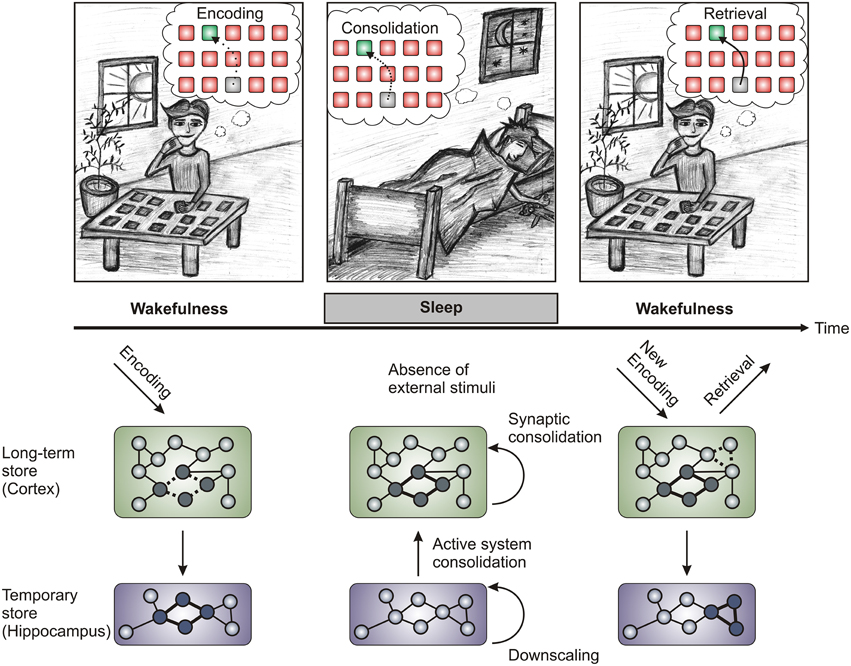 Memory Consolidation. Memory Sleep. Consolidation it System. Сон память обучение.